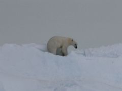 11A A Polar Bear Stands Up On An Iceberg On Day 2 Of Floe Edge Adventure Nunavut Canada